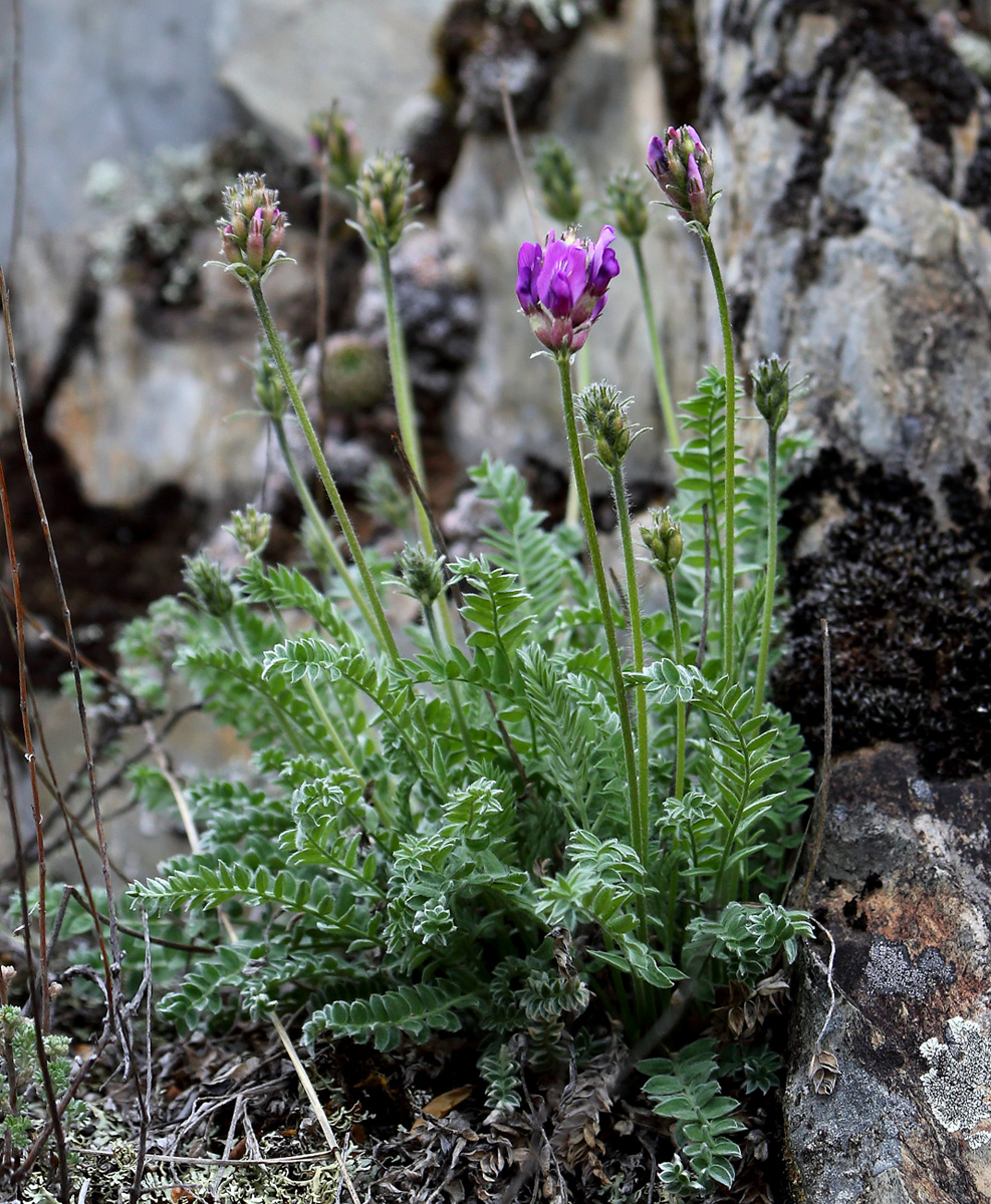 Image of Oxytropis argentata specimen.