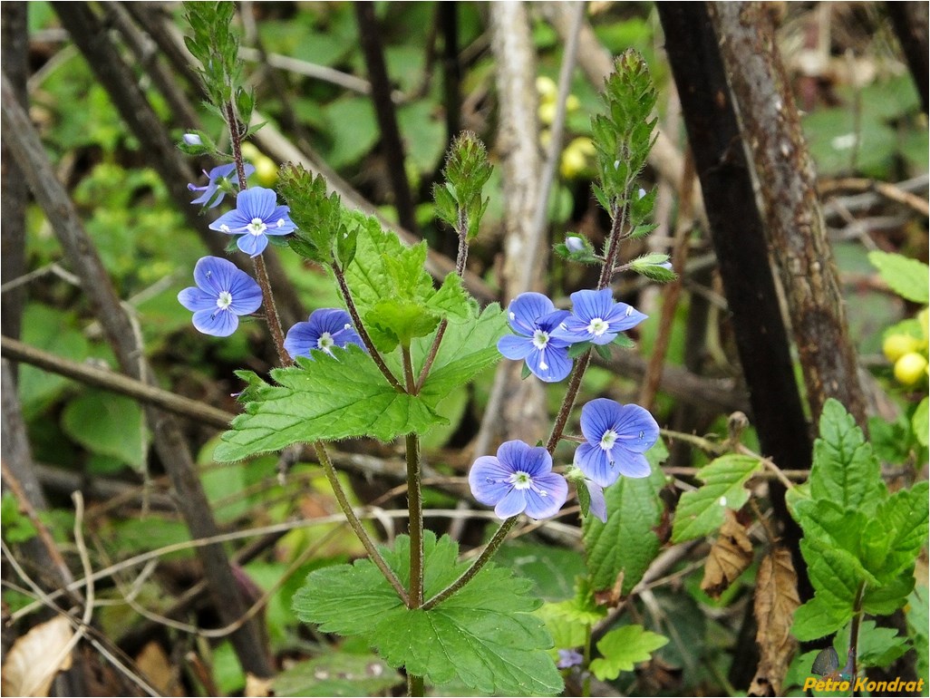 Image of Veronica chamaedrys specimen.