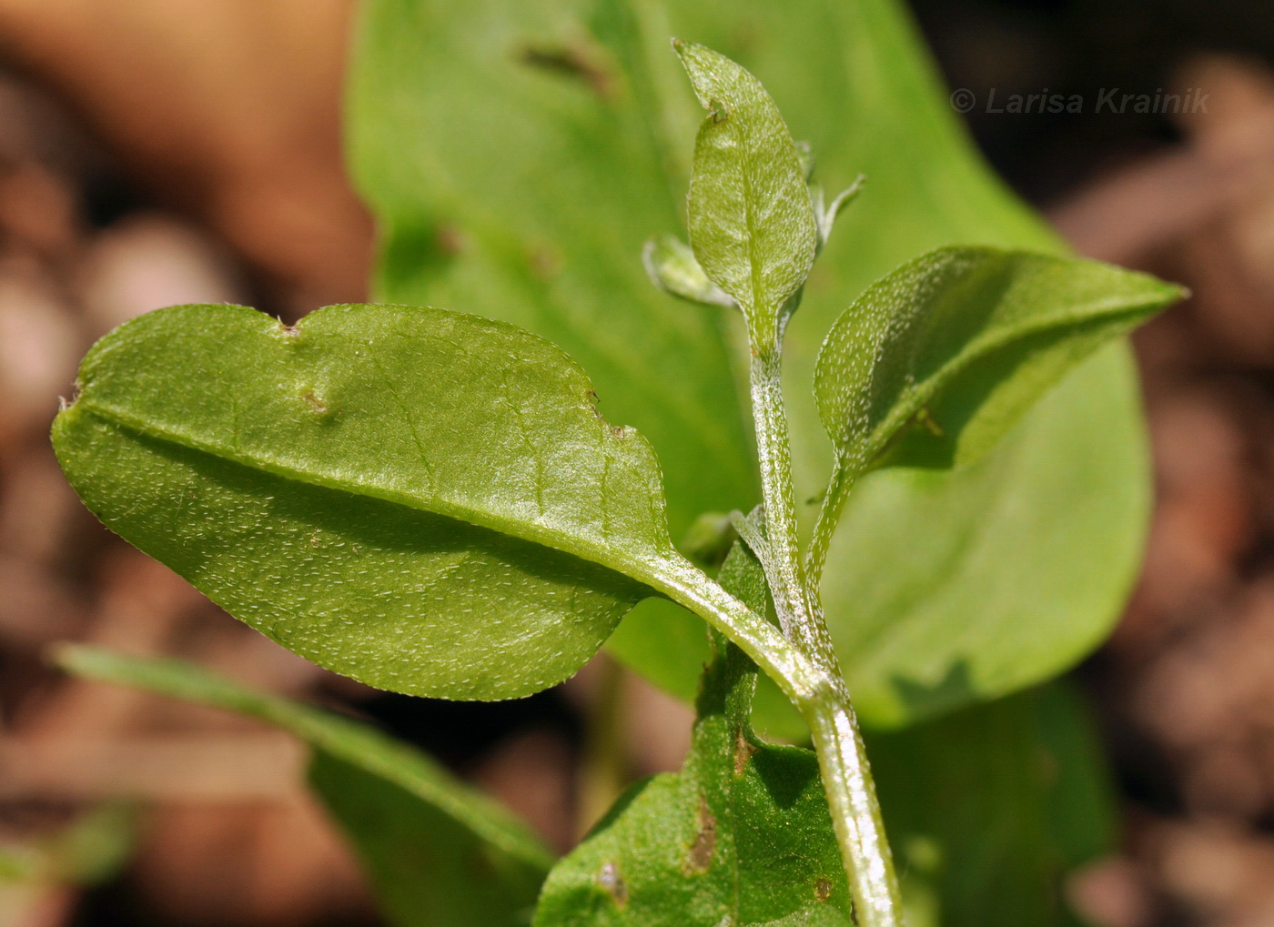 Изображение особи Trigonotis radicans.