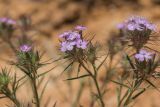 Dianthus pseudarmeria. Верхушки побегов с соцветиями. Ростовская обл., Усть-Донецкий р-н, окр. станицы Раздорская, каменистый склон. 03.06.2017.