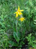 Arnica montana