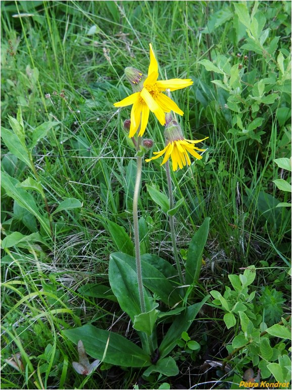 Изображение особи Arnica montana.