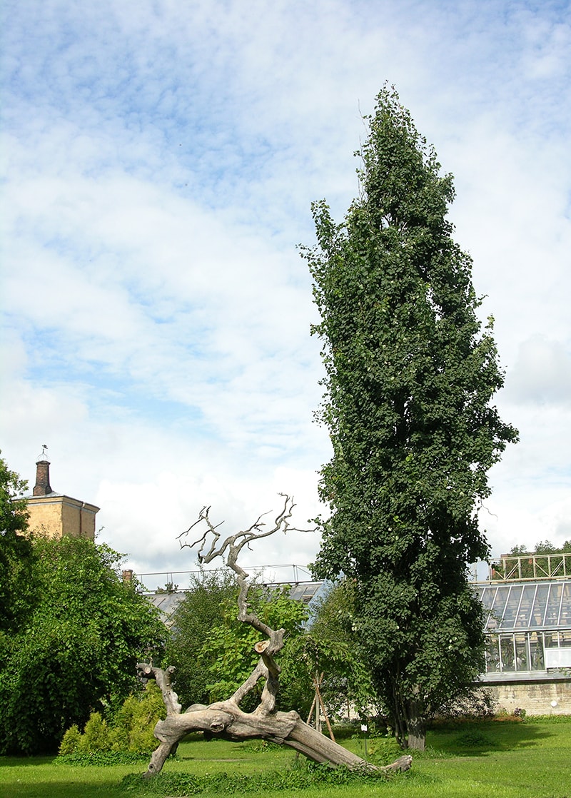 Image of Populus tremula specimen.