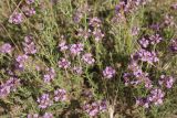 Thymus pallasianus