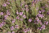 Thymus pallasianus. Цветущие растения. Ростовская обл., Цимлянский р-н, пос. Дубравный, сосняк на песке. 13.06.2016.