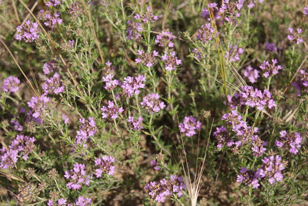 Image of Thymus pallasianus specimen.