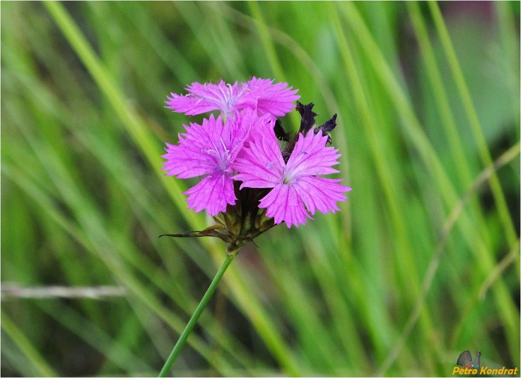 Изображение особи Dianthus carthusianorum.