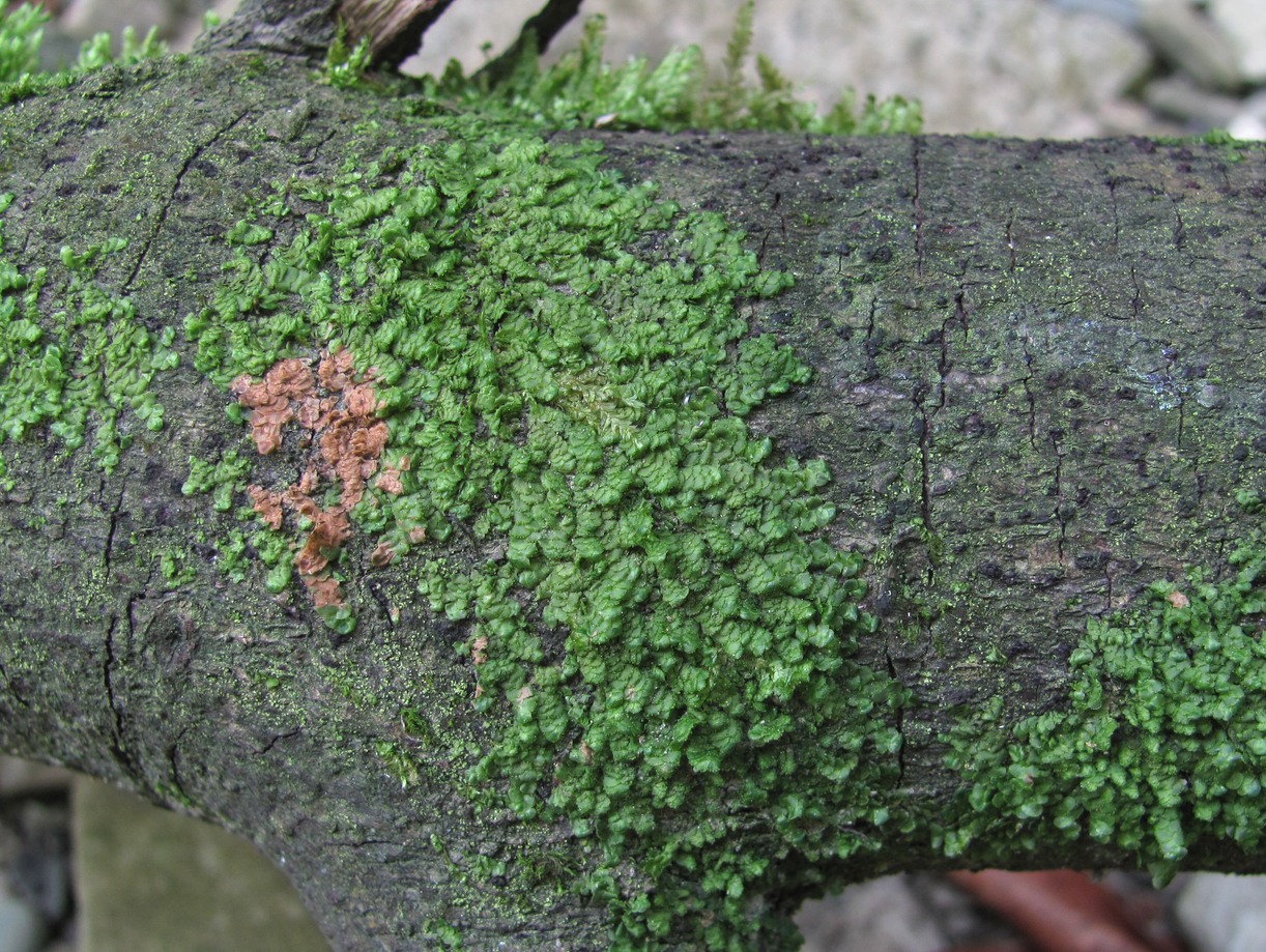 Image of genus Radula specimen.