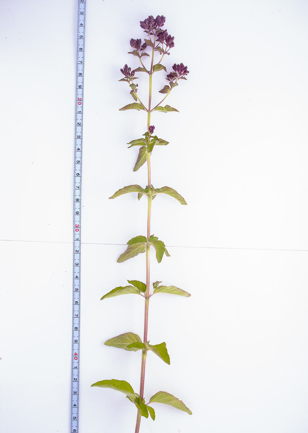 Image of Origanum vulgare specimen.