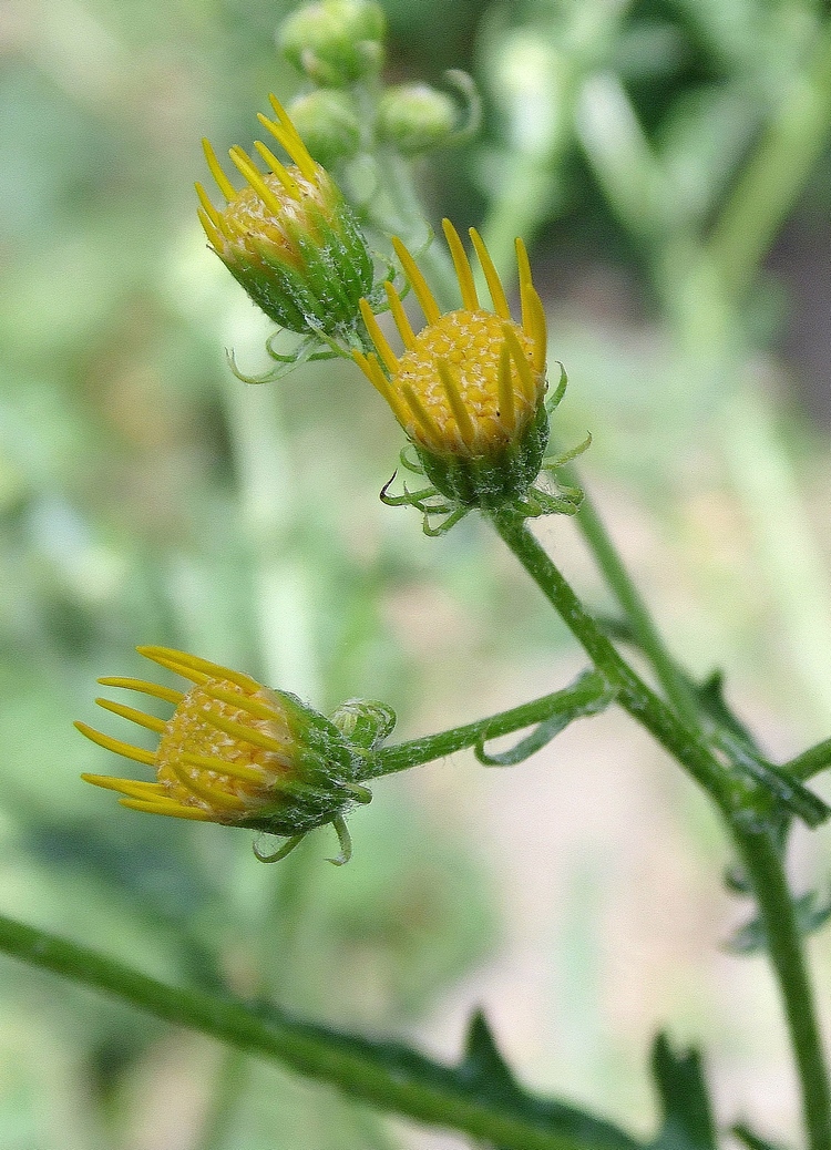 Image of Senecio grandidentatus specimen.