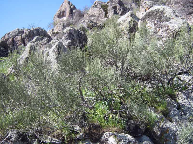 Image of Ephedra equisetina specimen.