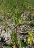 Gentianella umbellata. Зацветающее растение. Кабардино-Балкария, Эльбрусский р-н, долина р. Ирикчат, ≈ 2800 м н.у.м. 28.07.2017.