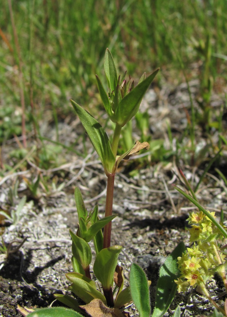 Image of Gentianella umbellata specimen.