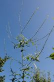 Sisymbrium officinale