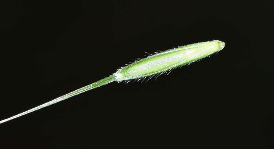 Image of Elymus pendulinus specimen.