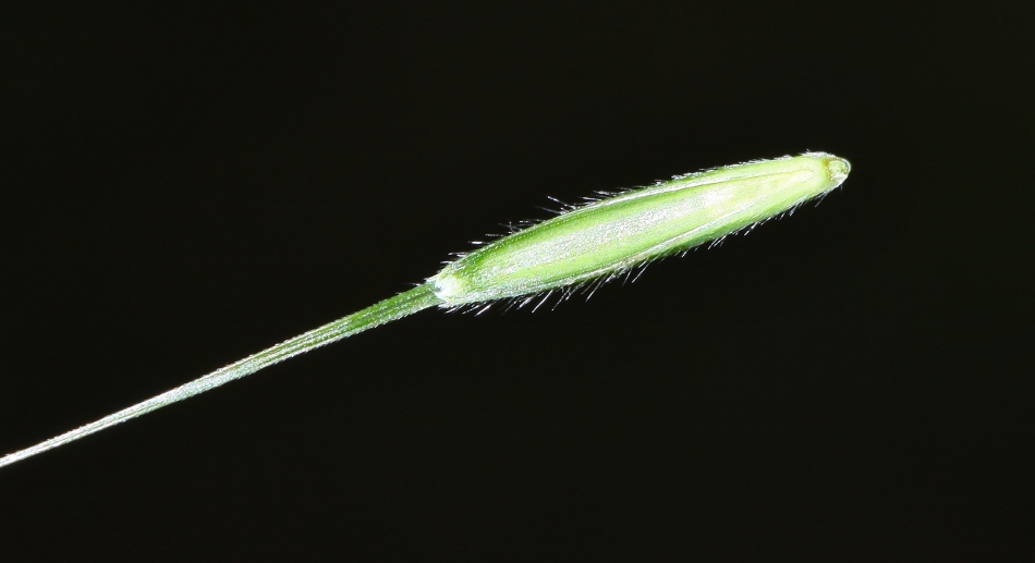 Изображение особи Elymus pendulinus.