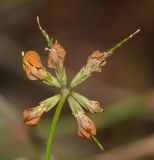 Hippocrepis multisiliquosa. Соцветие с отцветшими цветками и завязавшимися плодами. Израиль, Шарон, г. Герцлия, киббуц Глиль Ям, пустырь. 19.04.2017.