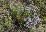 Limonium macrorhizon