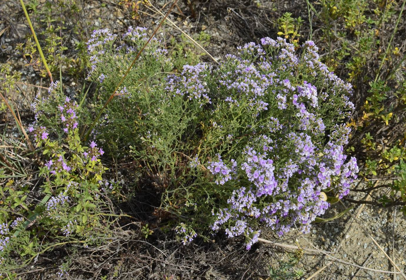 Изображение особи Limonium macrorhizon.