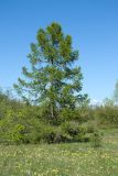 Larix sibirica. Молодое дерево. Ленинградская обл., Кировский р-н, окр. дер. Петровщина, луг на известняке. 04.06.2017.