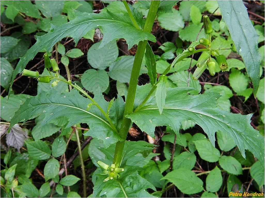 Изображение особи Erechtites hieraciifolius.