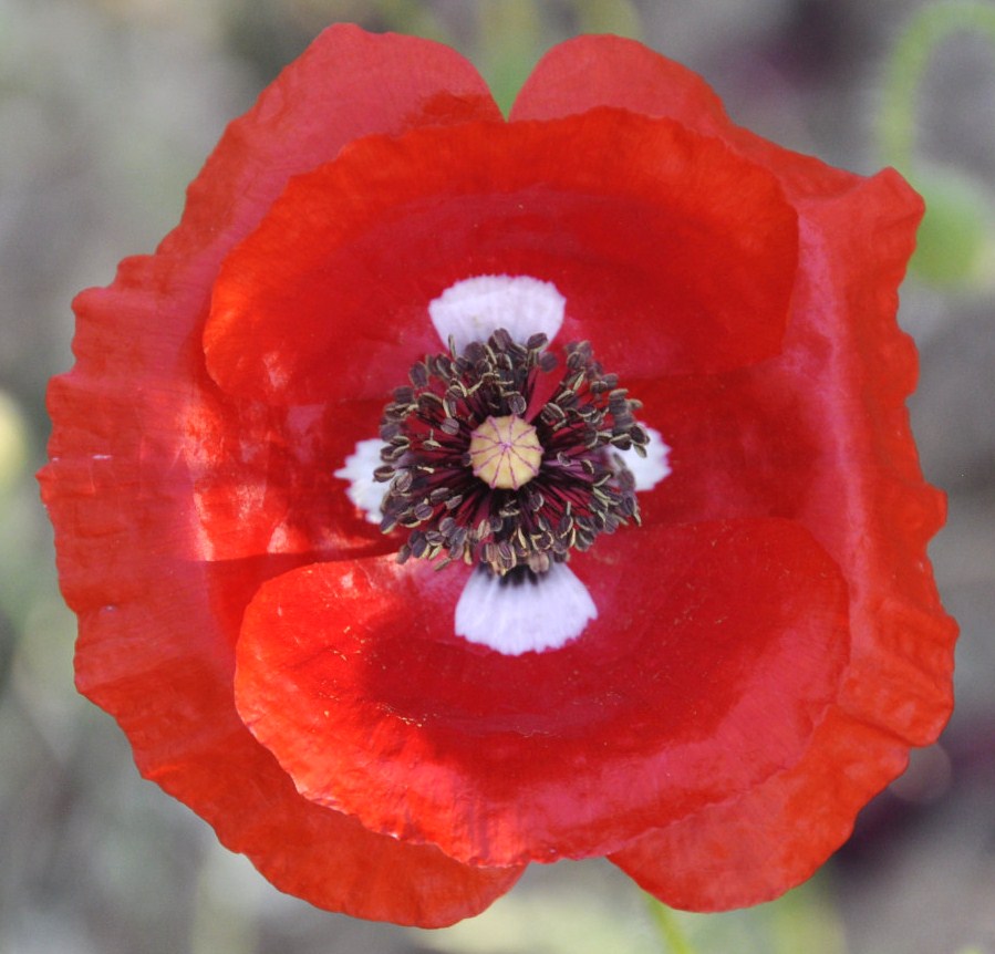 Изображение особи Papaver rhoeas.