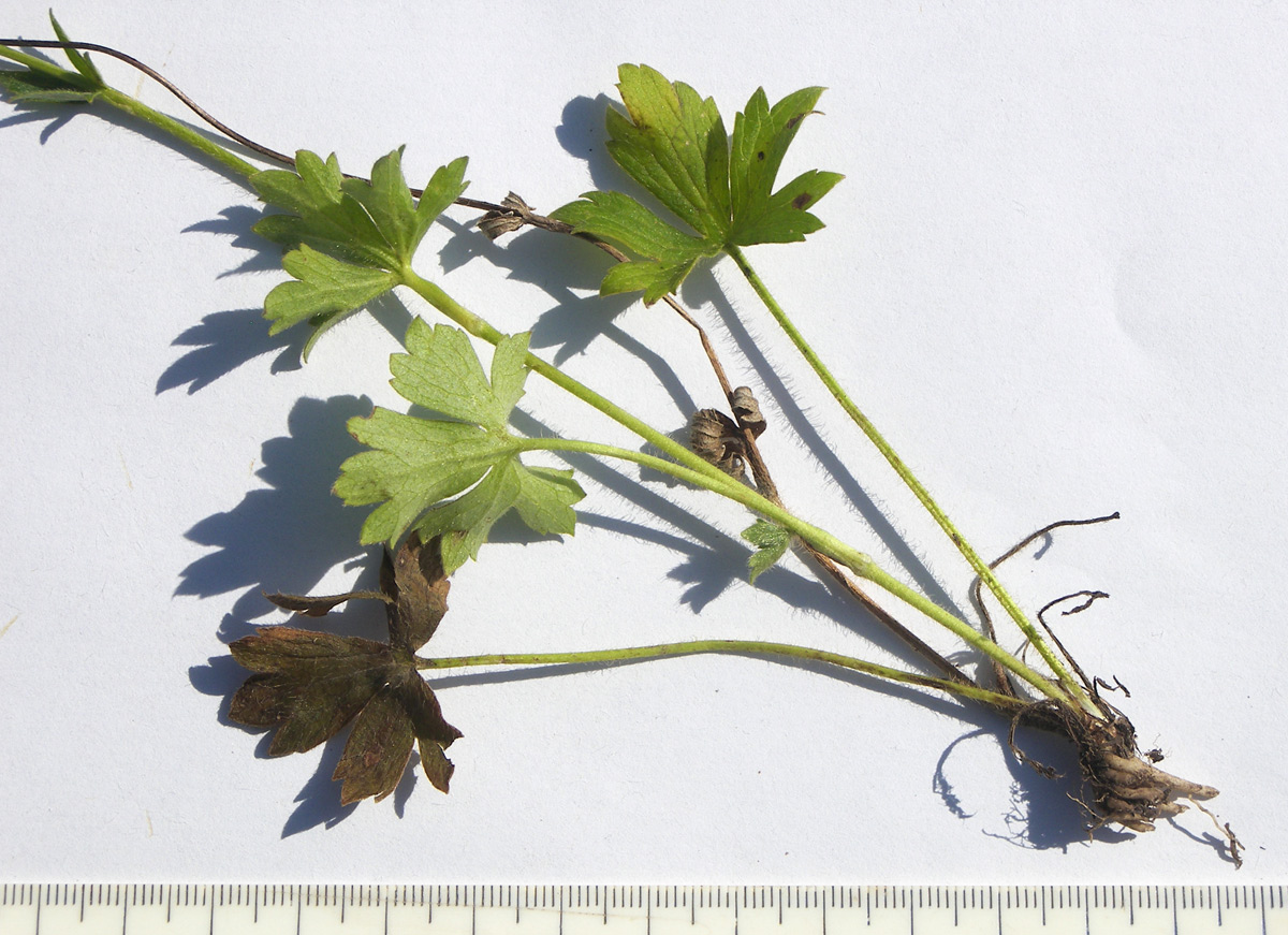 Image of Ranunculus baidarae specimen.