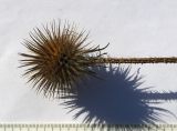 Dipsacus strigosus