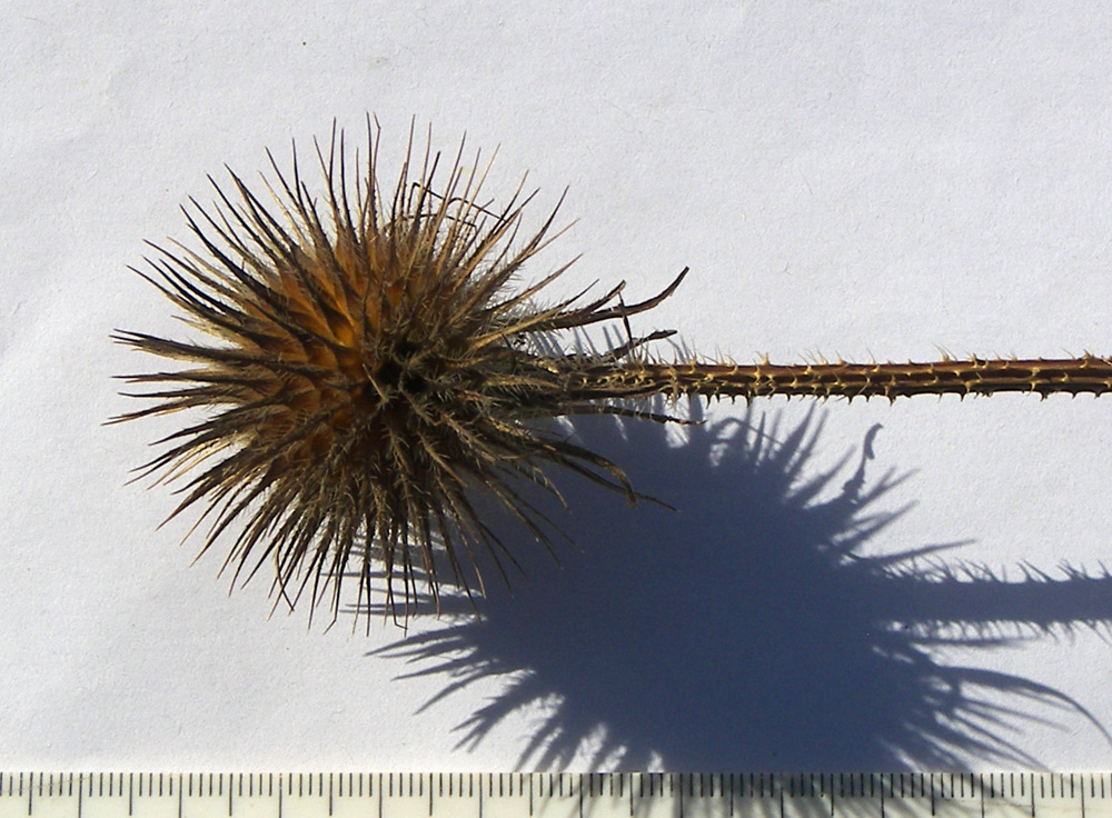 Image of Dipsacus strigosus specimen.