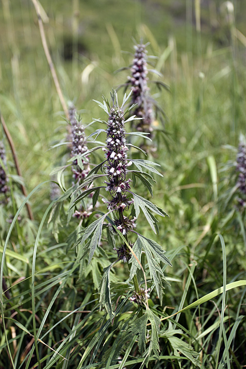 Изображение особи Leonurus turkestanicus.