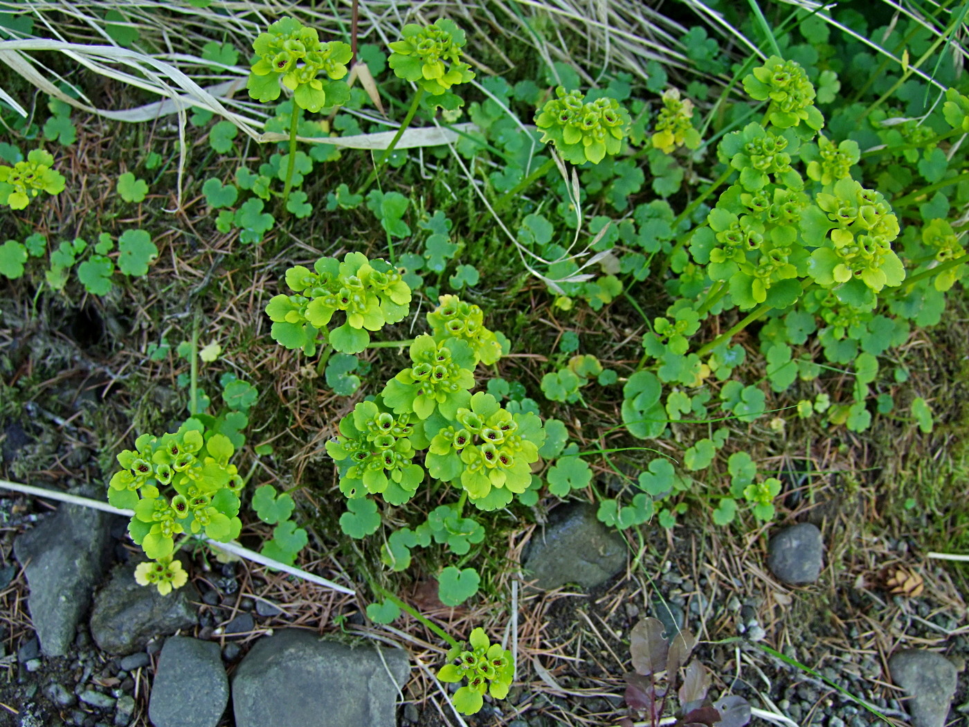 Image of Chrysosplenium sibiricum specimen.