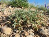 genus Astragalus