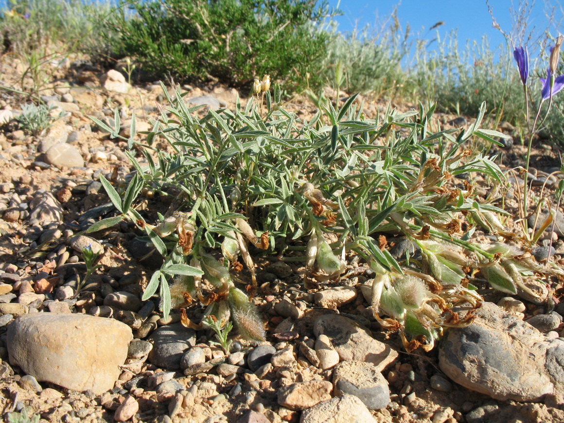 Изображение особи род Astragalus.