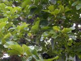 Nauclea orientalis