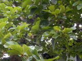 Nauclea orientalis. Ветви с соцветиями. Австралия, г. Брисбен, в культуре. 02.12.2017.