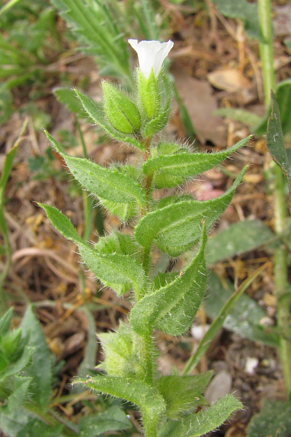 Изображение особи Nonea echioides.