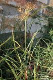 Cyperus rotundus