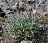 Artemisia tilesii. Цветущее растение. Коми, Интинский р-н, Приполярный Урал, хр. Малдынырд, левый борт р. Балбанъю, приводораздельное плато над каром оз. Грубепендиты, горная каменистая тундра. 30.07.2017.