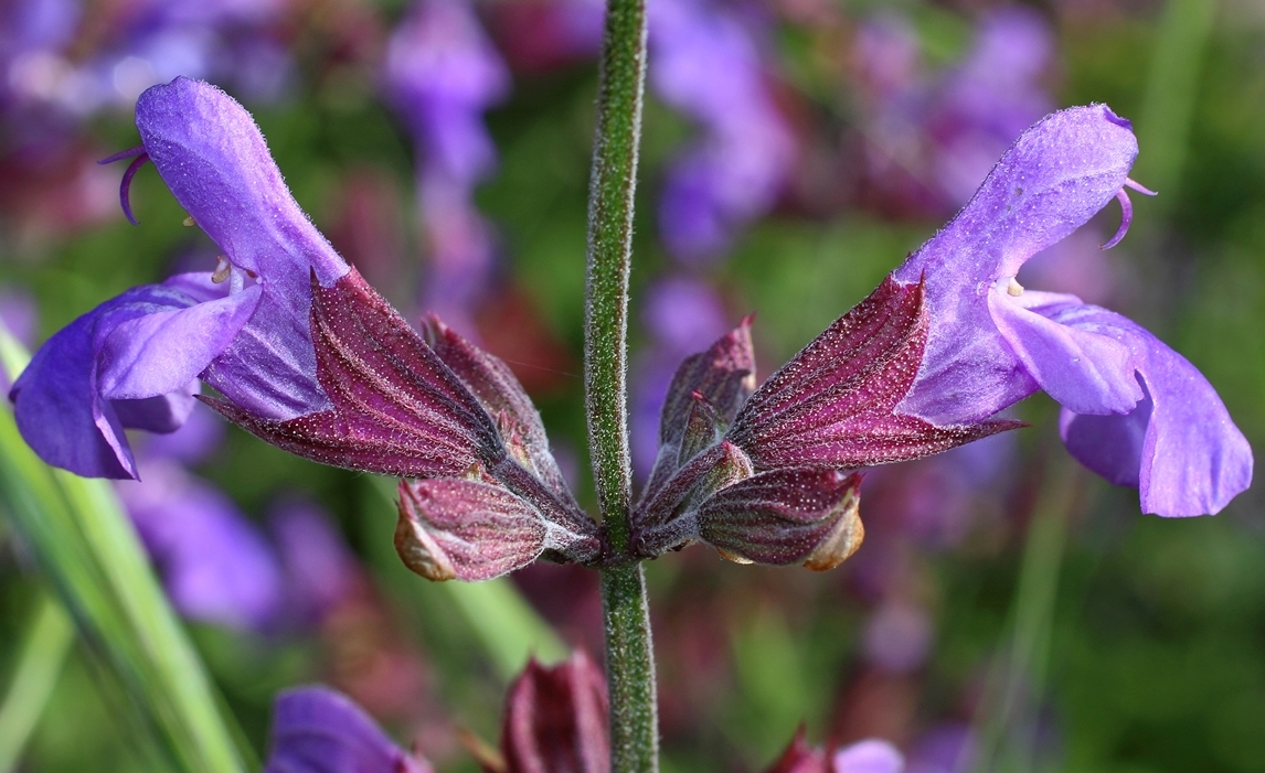 Image of Salvia officinalis specimen.