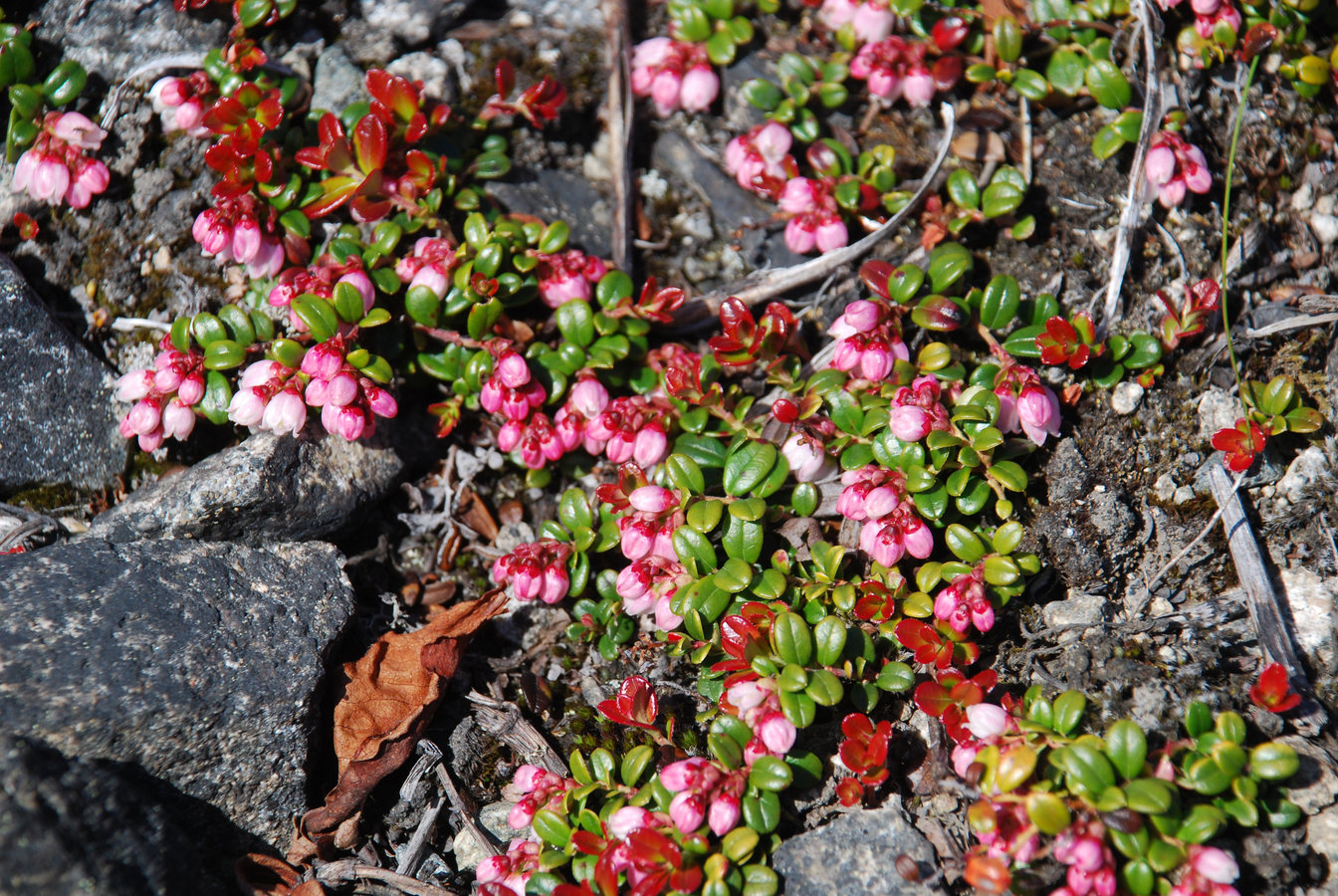Image of Vaccinium vitis-idaea var. minus specimen.
