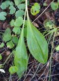 Allium ochotense