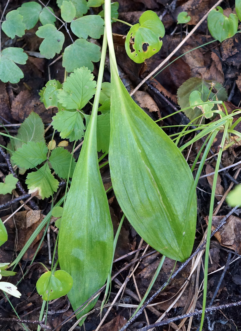 Image of Allium ochotense specimen.