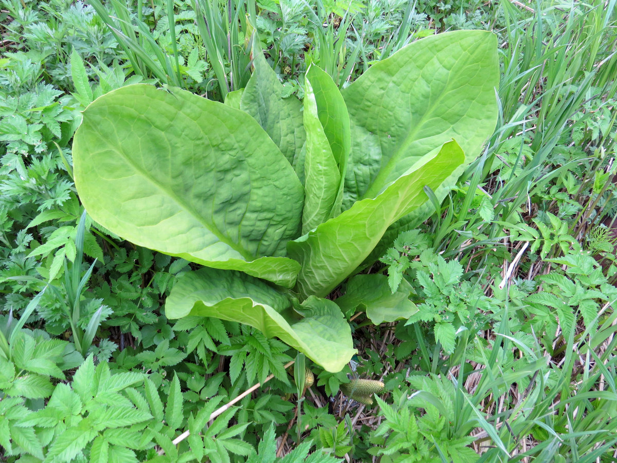 Image of Lysichiton camtschatcensis specimen.