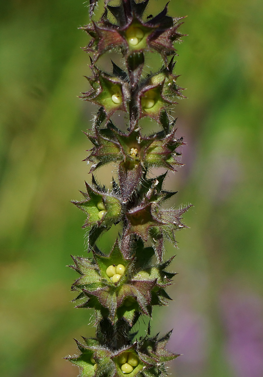 Изображение особи Stachys palustris.