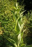 Inula helenium