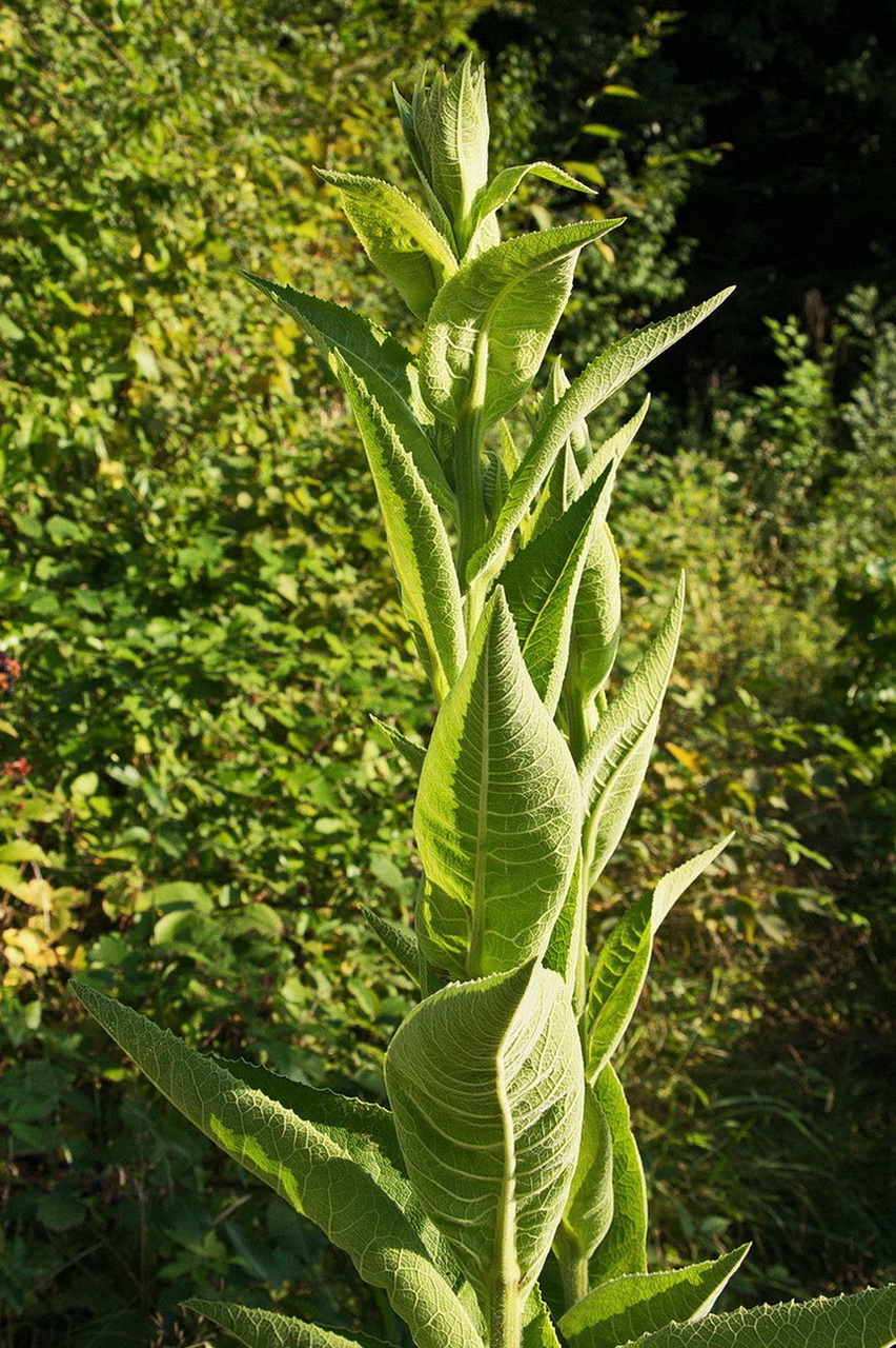 Изображение особи Inula helenium.