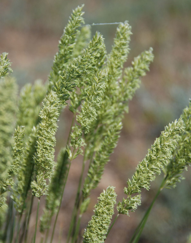 Image of Koeleria macrantha specimen.