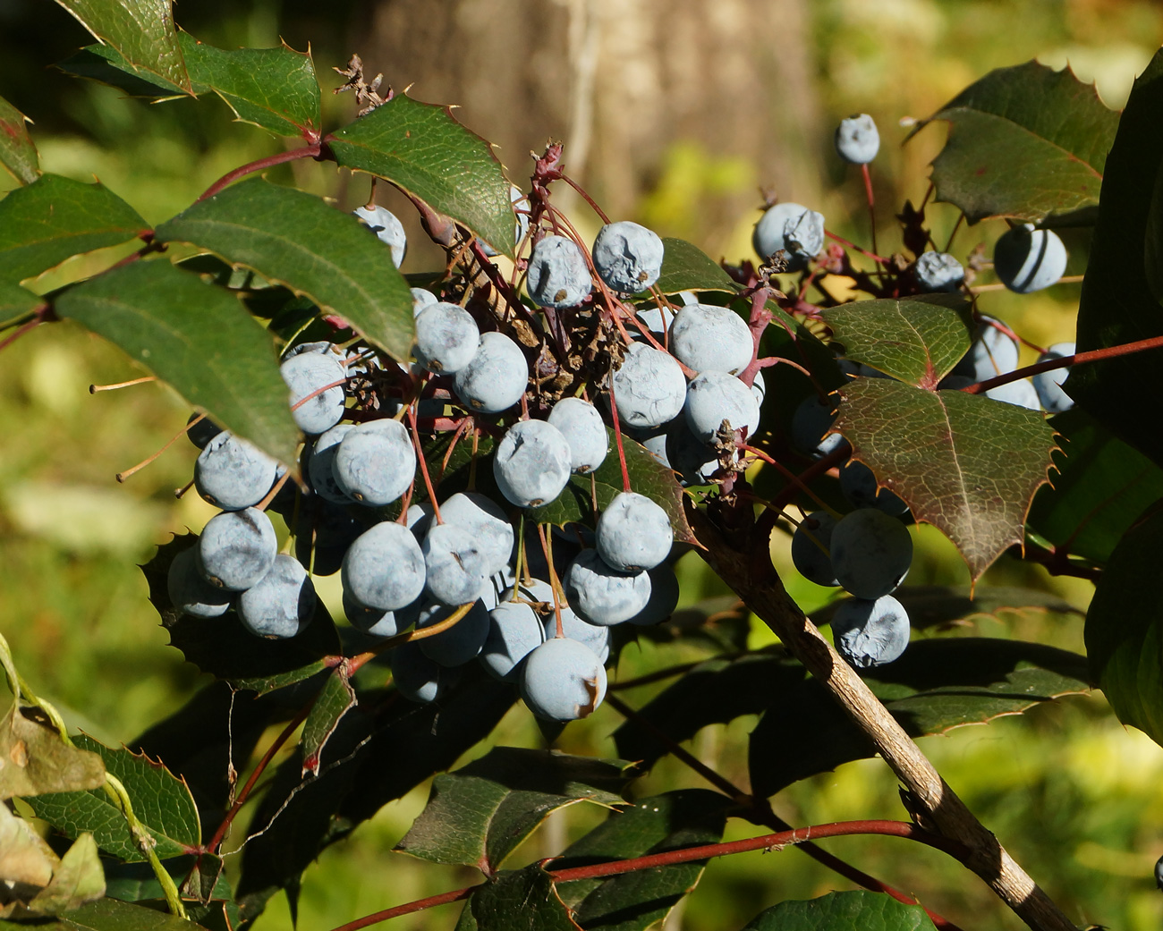 Изображение особи Mahonia aquifolium.