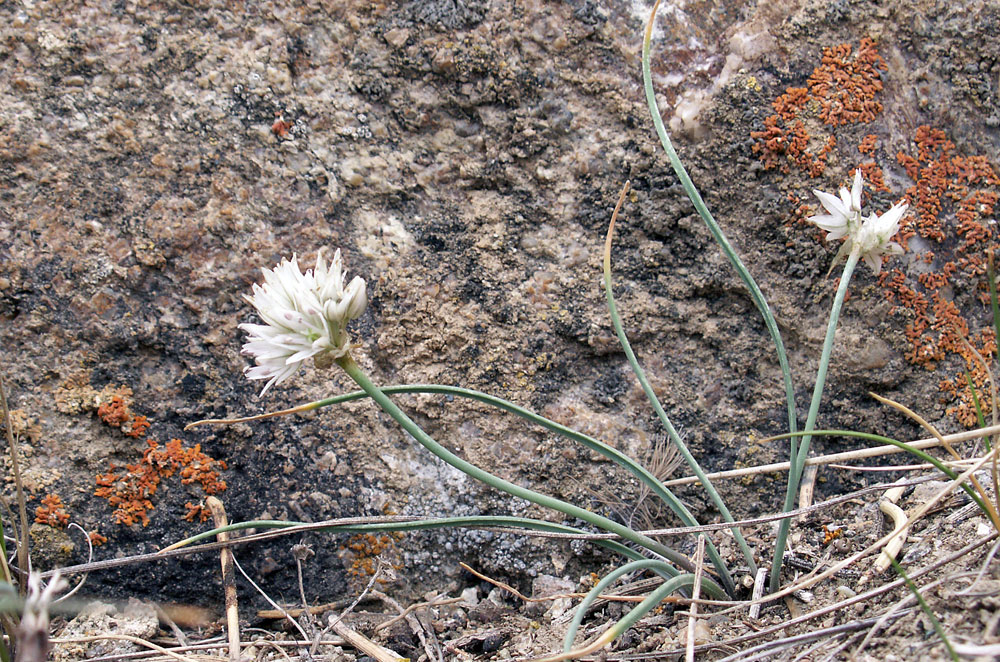 Image of Allium glomeratum specimen.