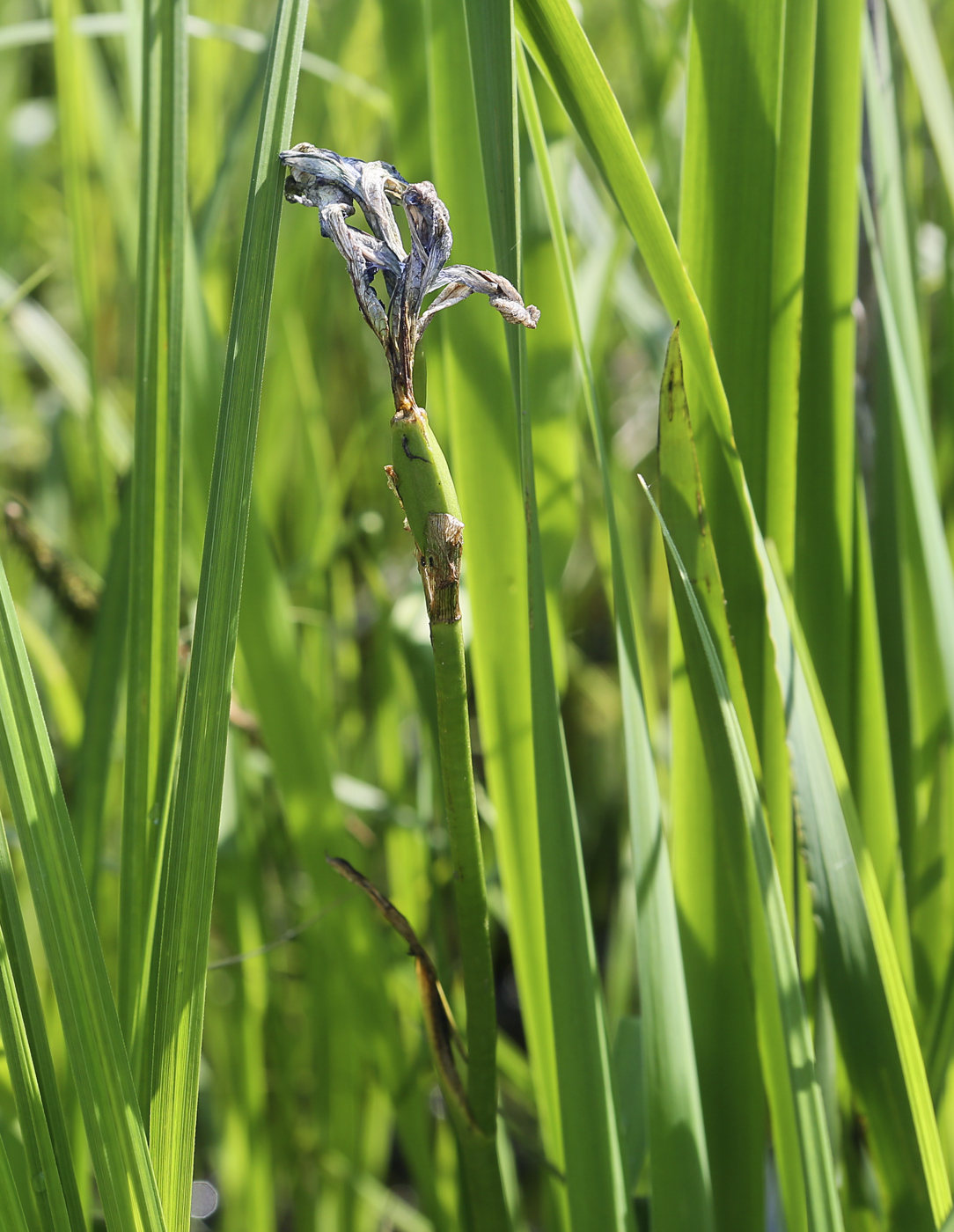 Image of Iris sibirica specimen.